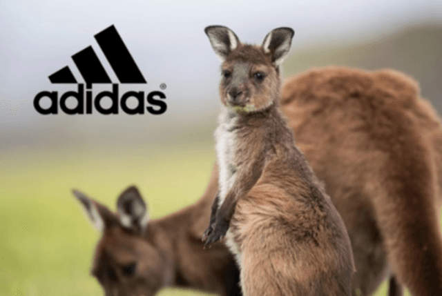 Adidas Ends Use of Kangaroo Leather Following Global Advocacy Campaign